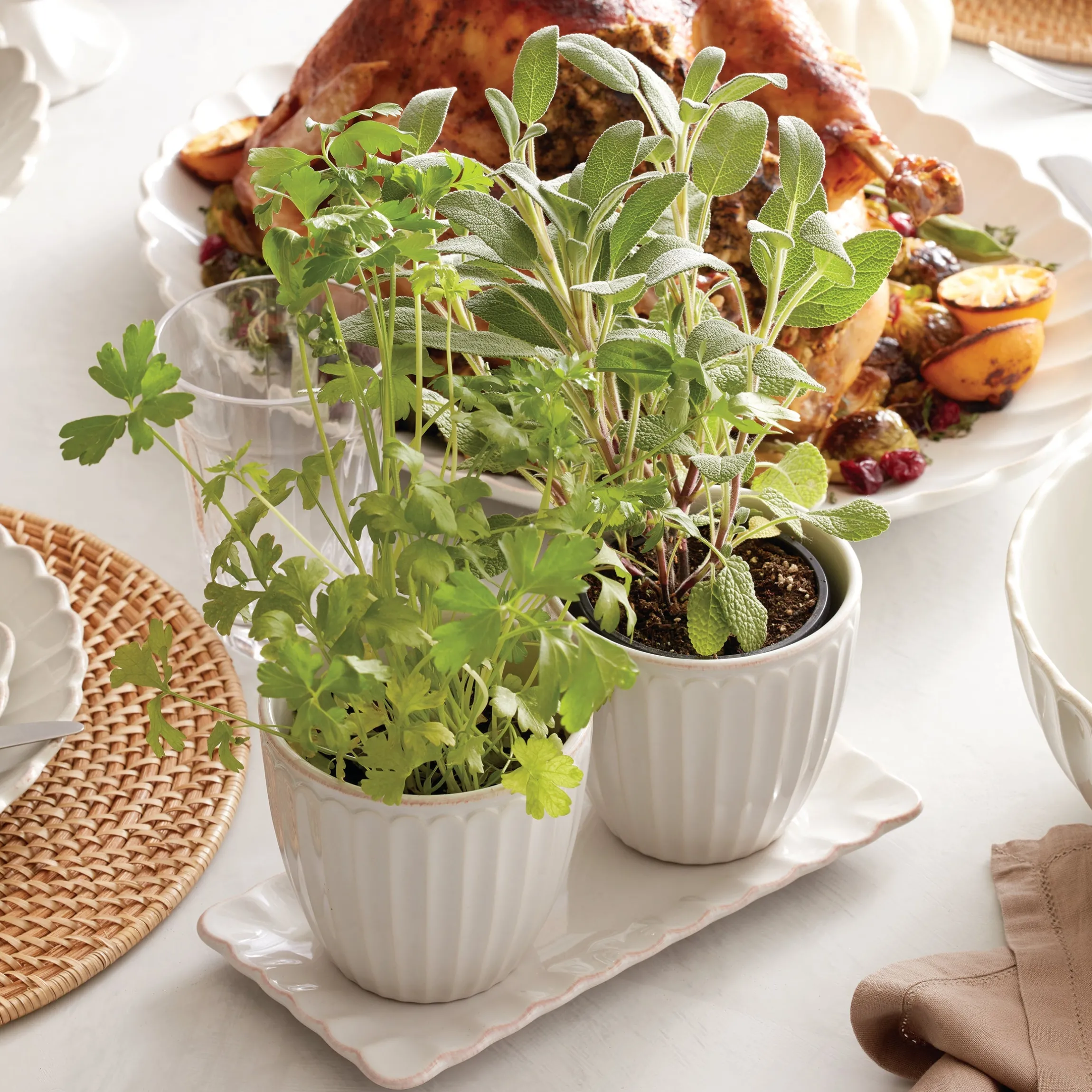 French Perle Scallop White 3-Piece Herb Pot Set