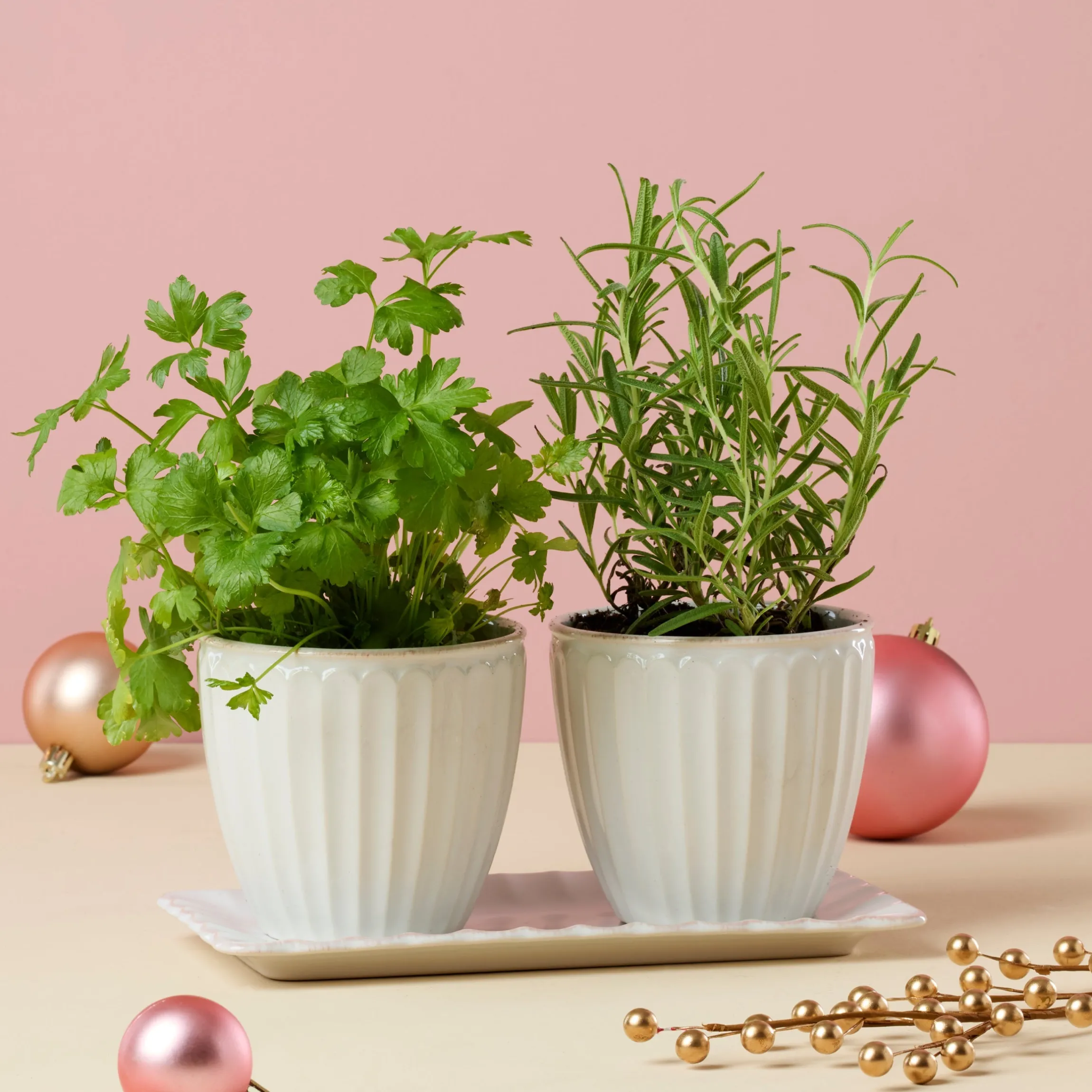 French Perle Scallop White 3-Piece Herb Pot Set