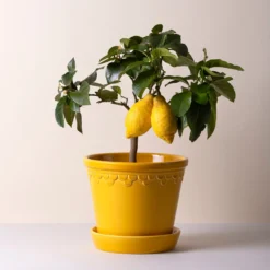 Kobenhavner Glazed Amber Yellow 16cm Pot with Saucer