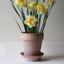 Simona Raw Rosa 16cm Pot with Saucer